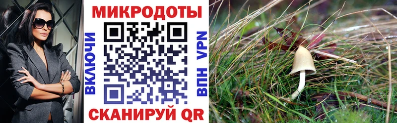 Псилоцибиновые грибы MAGIC MUSHROOMS купить цена Кохма